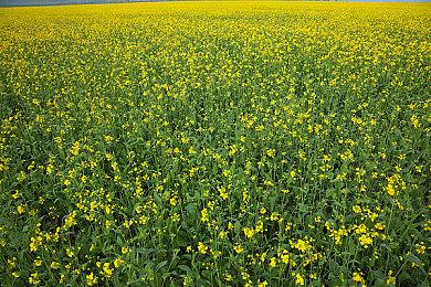 《星鸣特攻》BETA抢先测试没有引起任何波澜