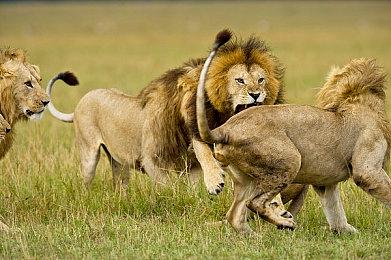 《三角洲行动：黑鹰坠落》Steam褒贬不一 好评率44%